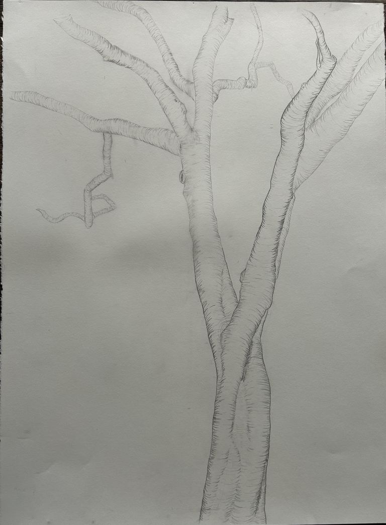 Detailed pencil drawing of a bare tree